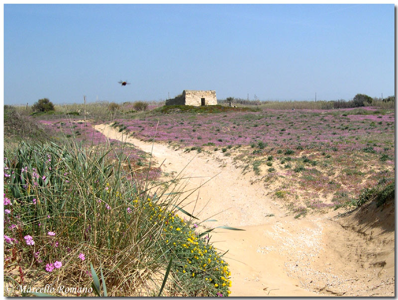 Segni di primavera